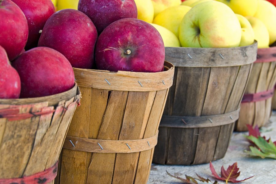 Apple Picking Season