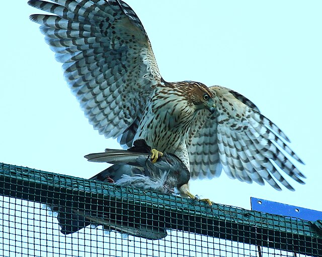 Cooper's_Hawk-Prospect-Heights-1